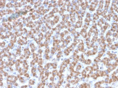 Prohibitin Monoclonal Mouse Antibody (PHB/3193)