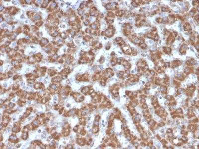 Prohibitin Monoclonal Mouse Antibody (PHB/3226)