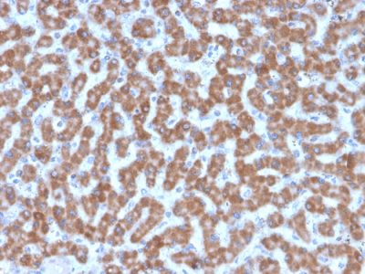 Prohibitin Monoclonal Mouse Antibody (PHB/3227)