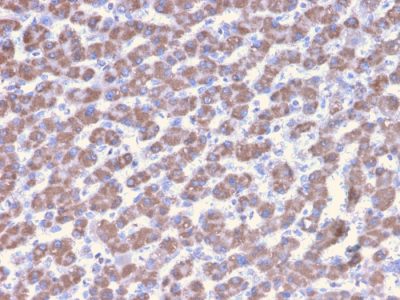 Prohibitin Monoclonal Mouse Antibody (PHB/3228)