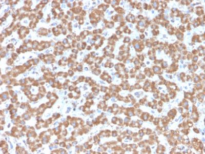 Prohibitin Monoclonal Mouse Antibody (PHB/3229)
