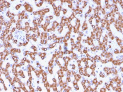 Prohibitin Monoclonal Mouse Antibody (PHB/3230)