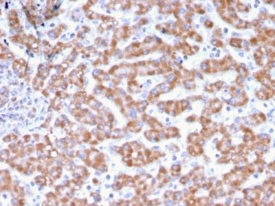 Prohibitin Monoclonal Mouse Antibody (PHB/3231)
