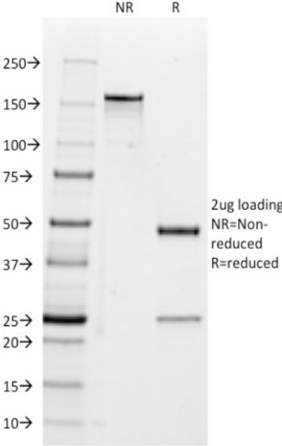 CD47 Monoclonal Mouse Antibody (B6H12.2)