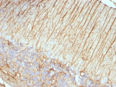 GFAP Monoclonal Mouse Antibody (ASTRO/789)