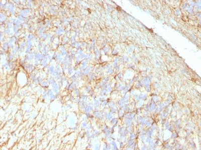 GFAP Monoclonal Mouse Antibody (GA-5 + ASTRO/789)