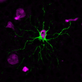 GFAP Monoclonal Mouse Antibody (GA-5)