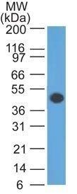 GFAP Monoclonal Mouse Antibody (GA-5)
