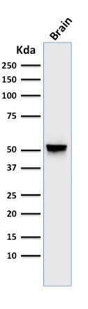 GFAP Monoclonal Mouse Antibody (GA-5)