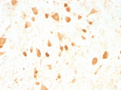 PGP9.5 / UchL1 Monoclonal Mouse Antibody (UCHL1/775)