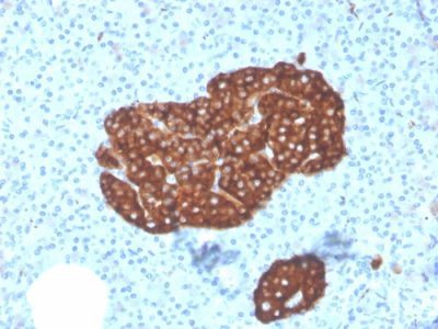 Synaptophysin Monoclonal Mouse Antibody (SYP/3551)