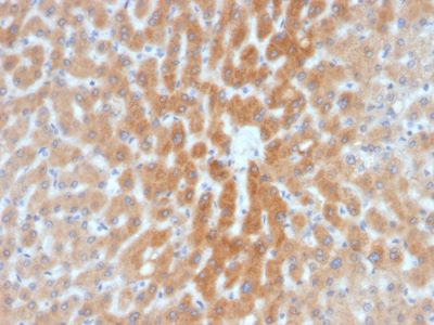ADP-Ribosylation Factor 1 (ARF1) Monoclonal Mouse Antibody (1A9/5)
