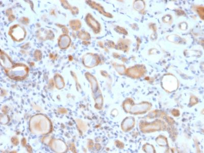 ADP-Ribosylation Factor 1 (ARF1) Monoclonal Mouse Antibody (ARF1/2117)