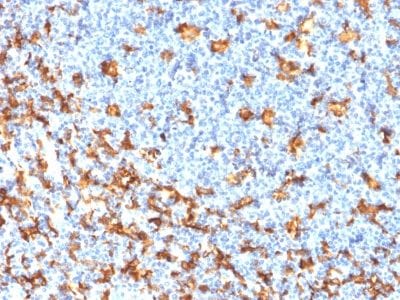 Allograft Inflammatory Factor 1 / IBA1 Recombinant Monoclonal Mouse Antibody (rAIF1/1909)