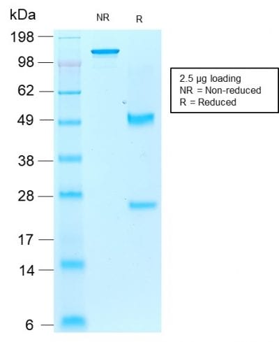Allograft Inflammatory Factor 1 / IBA1 Recombinant Monoclonal Mouse Antibody (rAIF1/1909)
