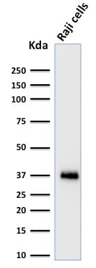 BOB-1 Monoclonal Mouse Antibody (BOB1/2424)