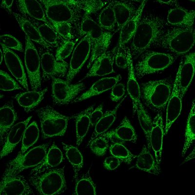 Calnexin Monoclonal Mouse Antibody (CANX/1541)