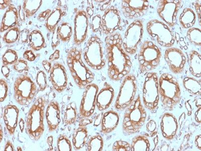 Calnexin Monoclonal Mouse Antibody (CANX/1543)