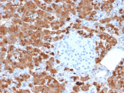 Carboxypeptidase A1 Monoclonal Mouse Antibody (CPA1/2712)