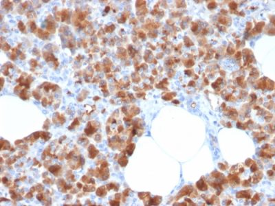 Carboxypeptidase A1 Monoclonal Mouse Antibody (CPA1/2713)