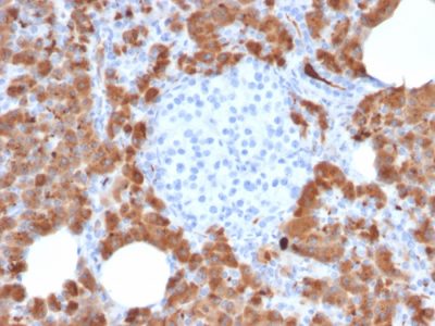 Carboxypeptidase A1 Monoclonal Mouse Antibody (CPA1/2714)