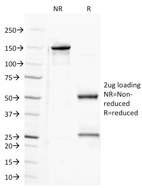 CD100 Monoclonal Mouse Antibody (A8)