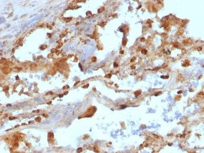 CD11c Monoclonal Mouse Antibody (ITGAX/1243)