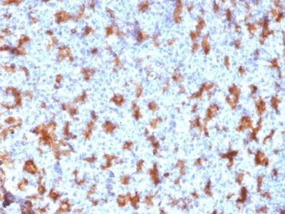 CD11c Monoclonal Mouse Antibody (ITGAX/2507)