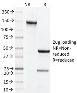 CD134 (Mouse) Monoclonal Rat Antibody (OX-86)