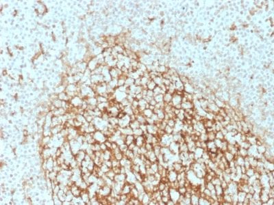 CD14 Monoclonal Mouse Antibody (LPSR/2386)