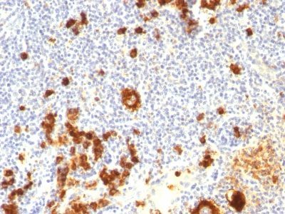 CD15 / FUT4 / Lewis-X Monoclonal Mouse Antibody (FUT4/815 + BRA-4F1)