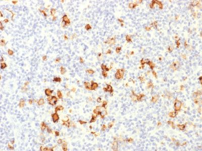 CD15 / FUT4 / Lewis-X Polyclonal Rabbit Antibody