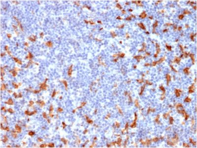 CD163 Monoclonal Mouse Antibody (M130/2162)