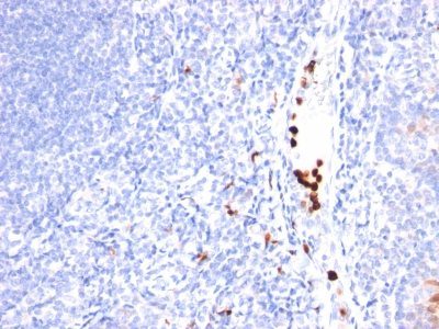 CD2 Monoclonal Mouse Antibody (LFA2/600)