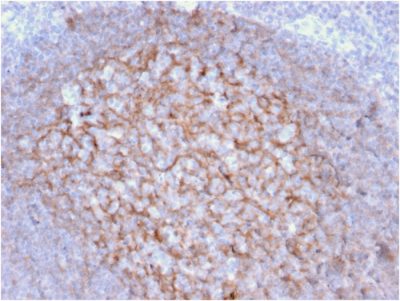 CD21 Monoclonal Mouse Antibody (CR2/1953)
