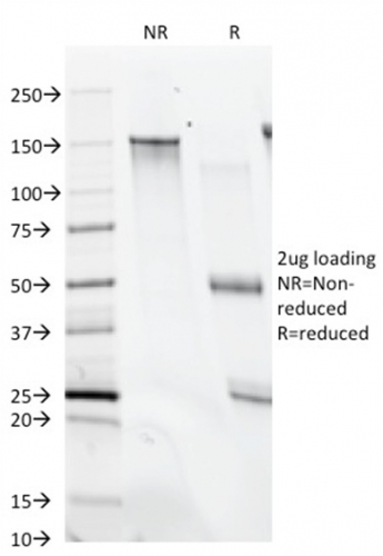 CD28 Monoclonal Mouse Antibody (C28/74)