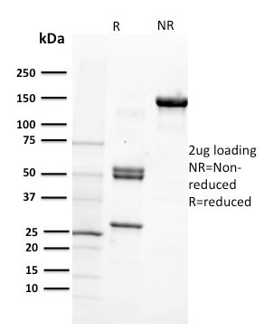 CD29 Monoclonal Mouse Antibody (12G10)