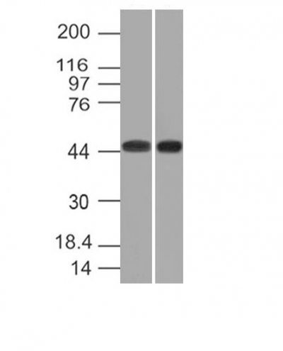 CD33 Monoclonal Mouse Antibody (C33/69)
