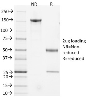 CD3e (Mouse) Hamster Monoclonal Antibody (145-2C11)