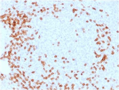CD3e Monoclonal Mouse Antibody (C3e/1931)