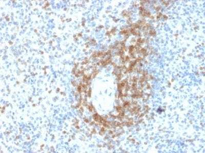 CD3e Monoclonal Mouse Antibody (C3e/2478)