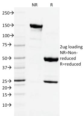 CD3e Monoclonal Mouse Antibody (C3e/2478)