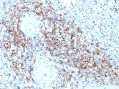 CD3e Monoclonal Mouse Antibody (C3e/2479)