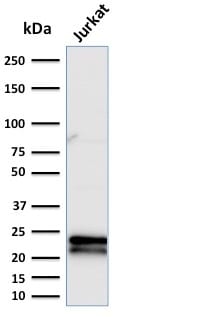 CD3e Monoclonal Mouse Antibody (C3e/2479)