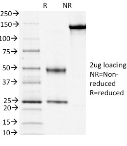 CD3e Monoclonal Mouse Antibody (OKT3)