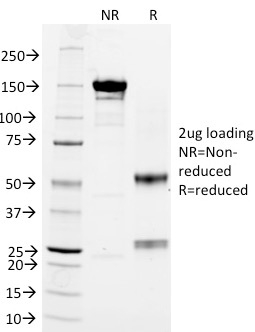 CD3e Monoclonal Mouse Antibody (RIV9)