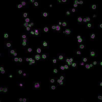 CD3e Monoclonal Mouse Antibody (UCHT1)