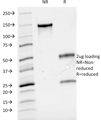CD3e Monoclonal Mouse Antibody (UCHT1)