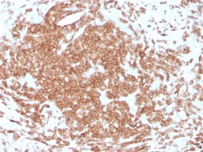 CD3e Recombinant Monoclonal Mouse Antibody (rC3e/1308)