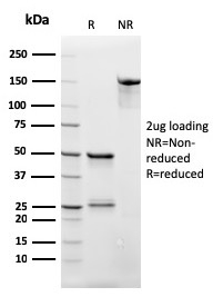 CD3e Recombinant Monoclonal Mouse Antibody (rC3e/2479)